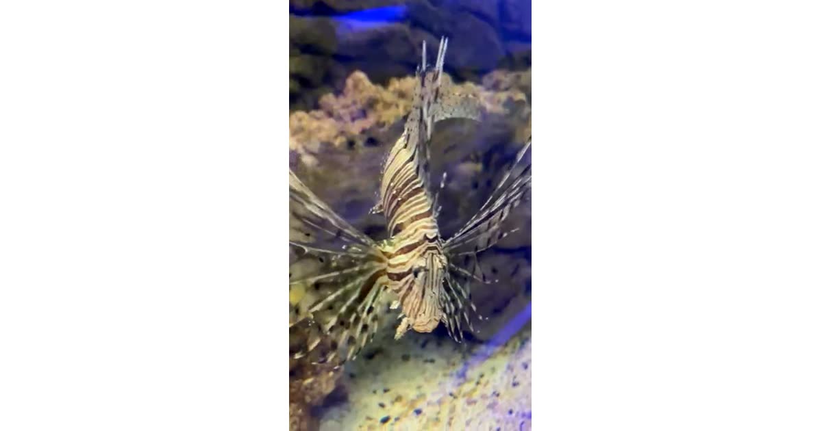Majestic Lionfish of the Reef