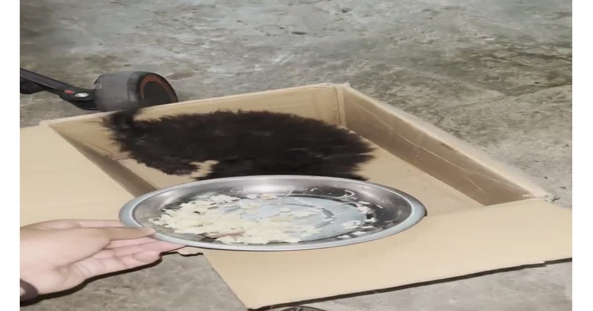 Puppy's First Meal in a Box | Nature | Eugenie BC-A
