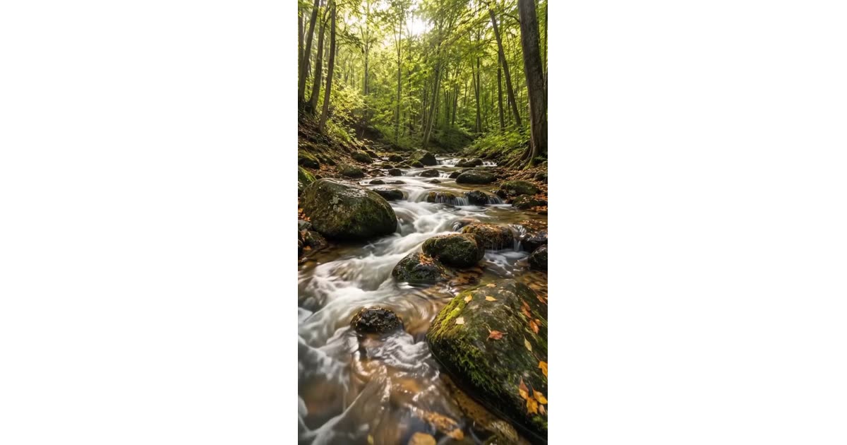 Serene Forest Stream Through Woodland | Nature | Ms.Eve