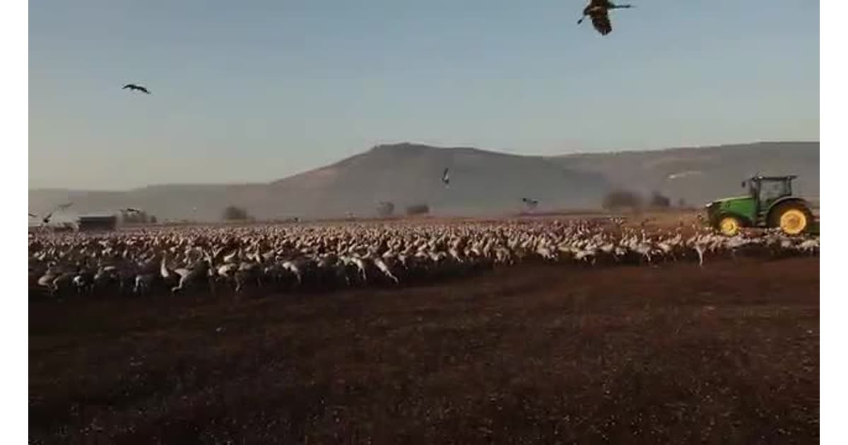 World of Wildlife - wild Cranes birds at Agamon Hula valley Nature Reserve, Israel