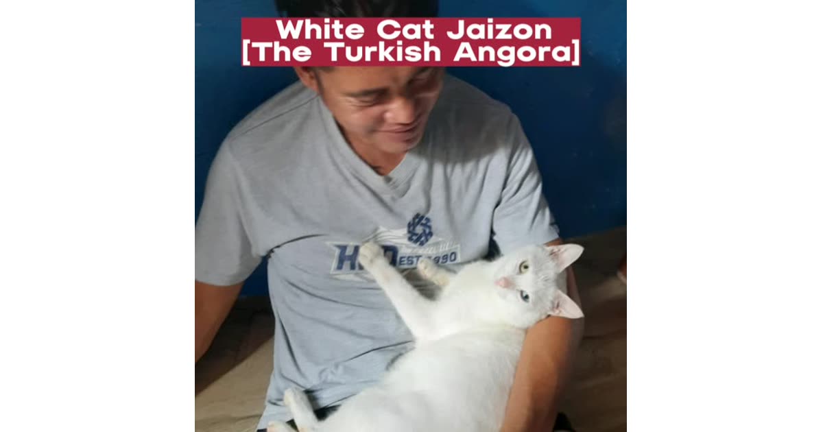 White Cat Jaizon The Turkish Angora | Lifestyle | Rhob/D'Pillars