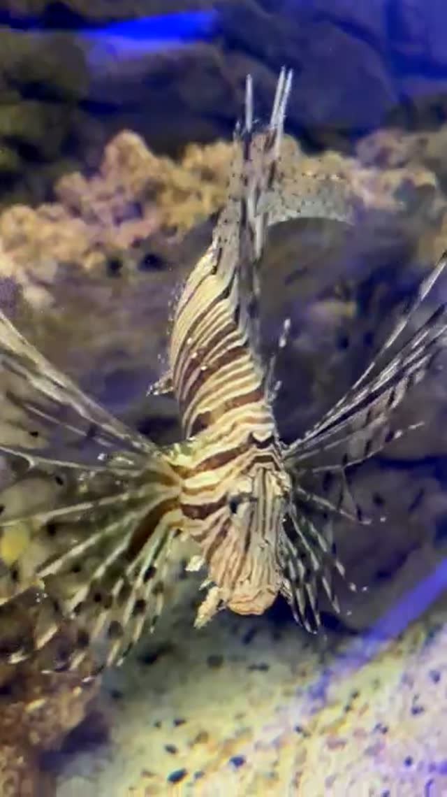 Majestic Lionfish of the Reef