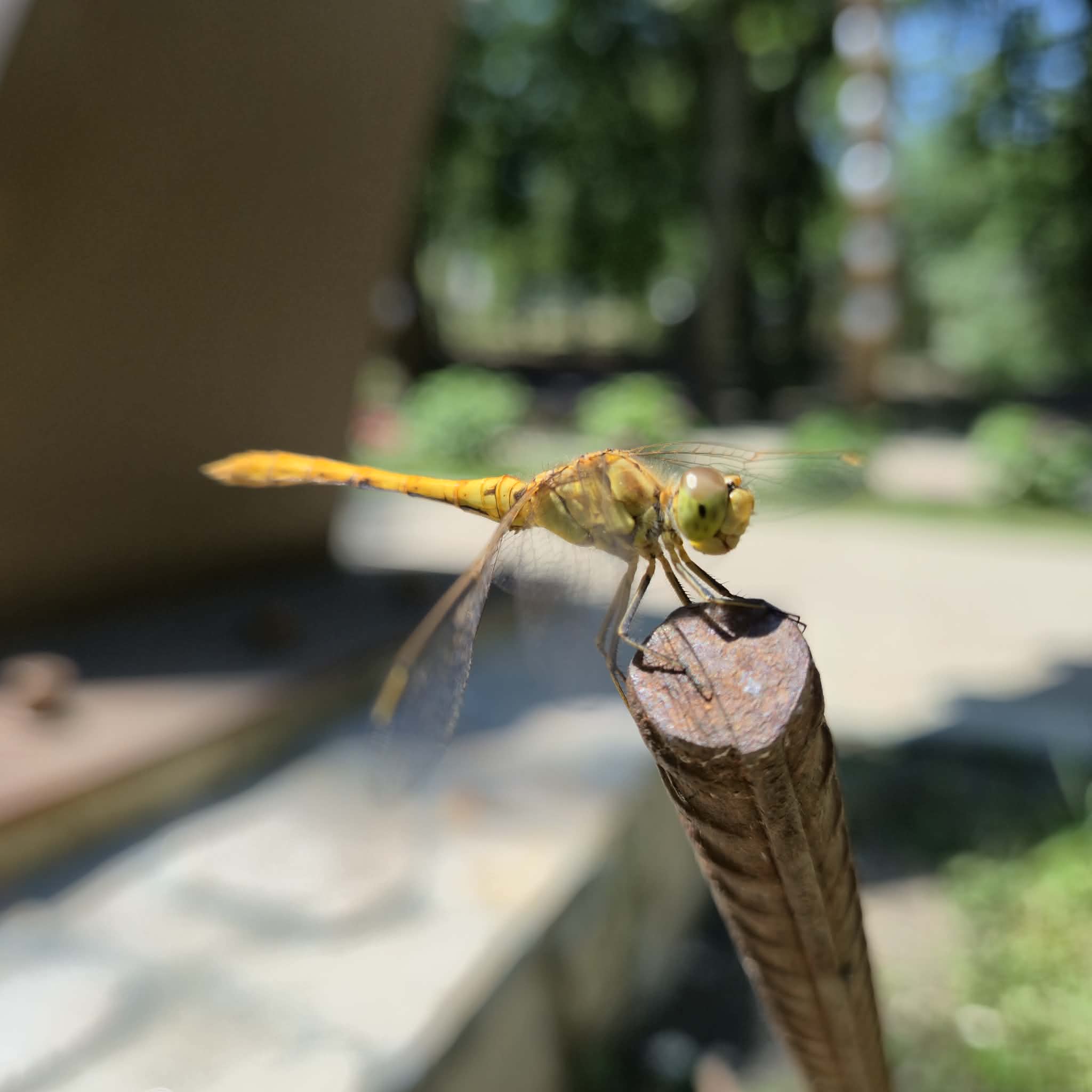Dragonfly Perched in Sunlight | Nature | Svetlana Mhitarean | YESODI
