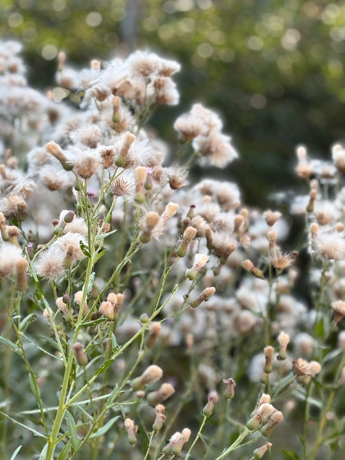Frost-Kissed Seedheads in Morning Light | Nature | Svetlana Mhitarean | YESODI