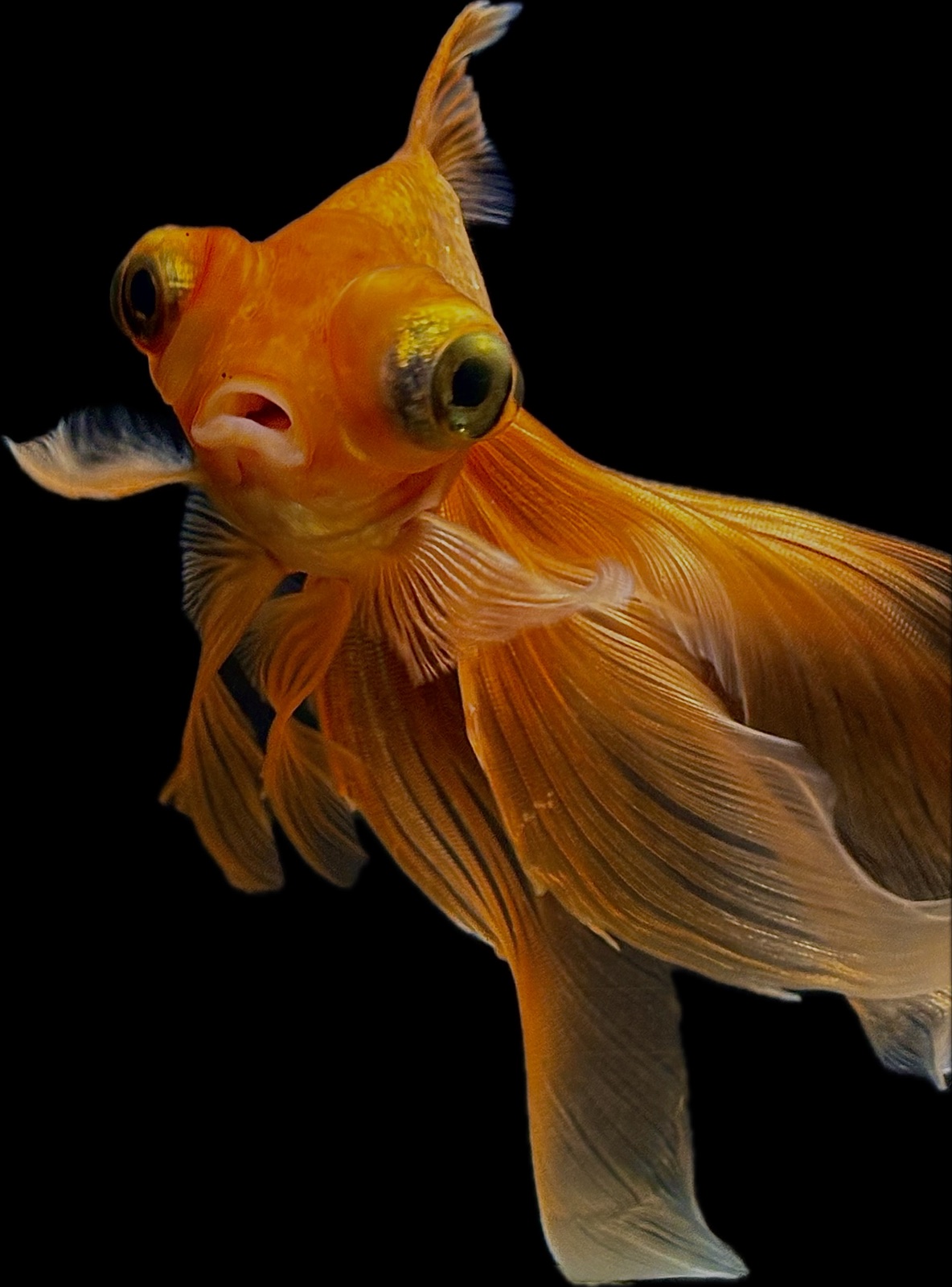 Elegant Fancy Goldfish in Full Display | Lifestyle | Svetlana Mhitarean | YESODI