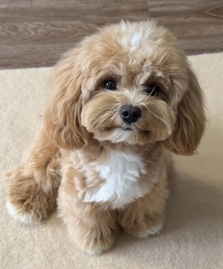 DiasPet | Pet Sitting and Dog Training Services